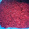 China IQF Lingonberry Wild company