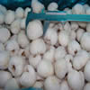 China IQF Lychee Whole company