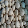 China IQF Mushroom Whole company