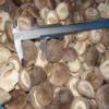 China IQF Shiitake Mushroom Whole company