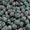 China Organic Blackberries company