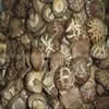 China Dehydrated Shiitake mushroom company